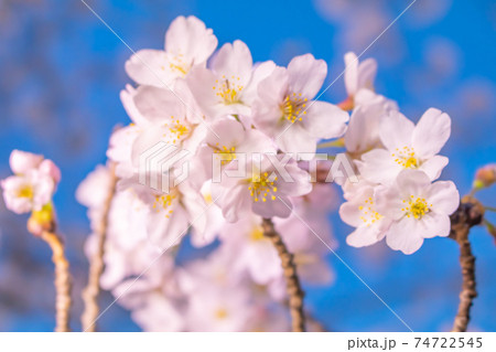 桜イメージ 74722545