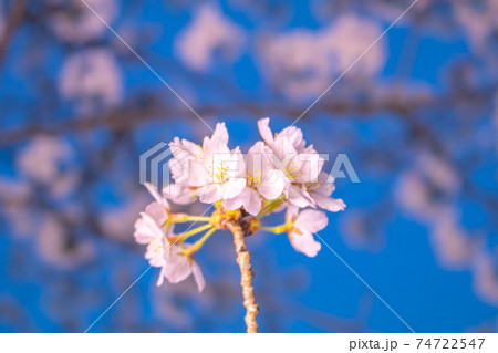桜イメージ 74722547