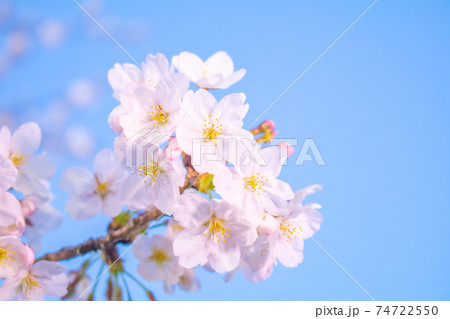 桜イメージ 74722550