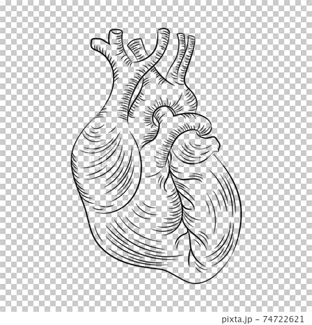 ANATOMIC HEART Structure Medicine Education Diagram Vector Scheme Human Monochrome Hand Drawn Vector Illustration  74722621