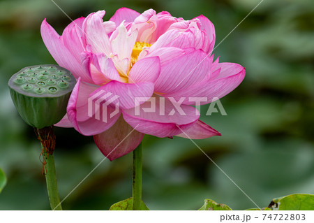 ハスの花 74722803