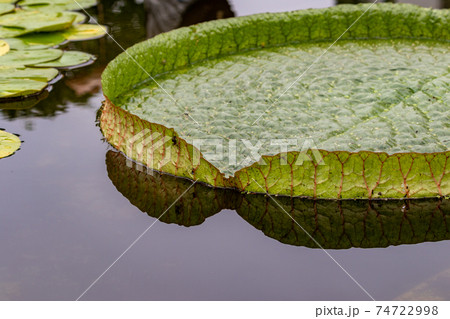 パラグアイオニバス 74722998