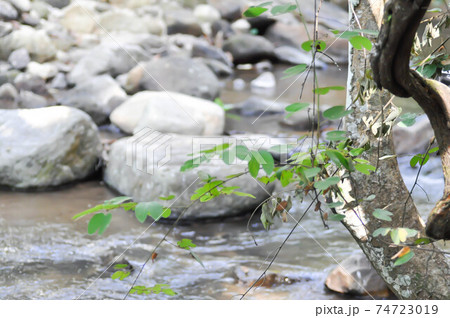 river and rock and tree or river background river and rock and tree or river background 74723019