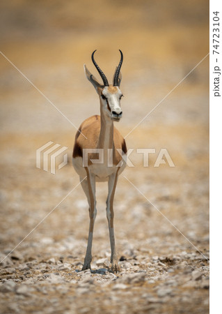 Springbok stands facing camera on salt pan 74723104
