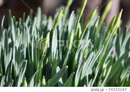 水仙の若葉 74723147