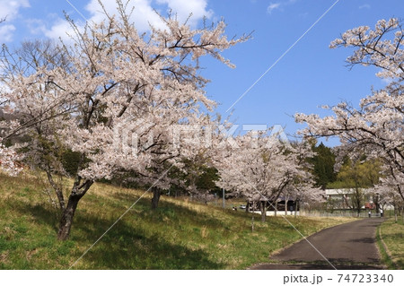 大倉ダム湖畔公園の桜の風景　（宮城県仙台市青葉区） 74723340
