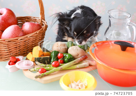 テーブル上の食材を眺める黒いチワワ 74723705