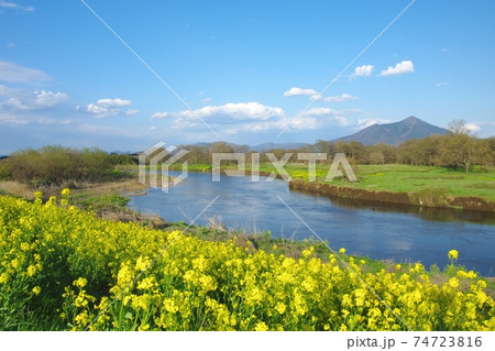 菜の花咲く春の小貝川と筑波山 74723816