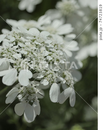 オルラヤグランディフローラ 74723819