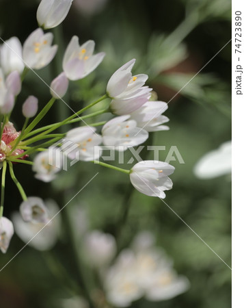 アリウムロゼウム 74723890