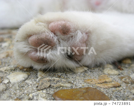 白い毛並みのネコのピンクの肉球のアップの写真素材