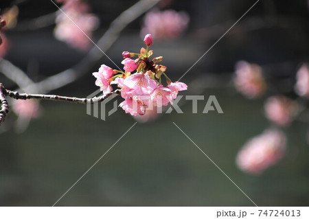 満開の河津桜 満開の河津桜 74724013