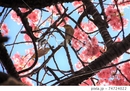 メジロと河津桜 メジロと河津桜 74724022