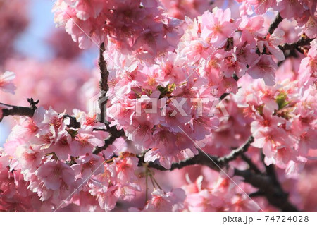 満開の河津桜 満開の河津桜 74724028