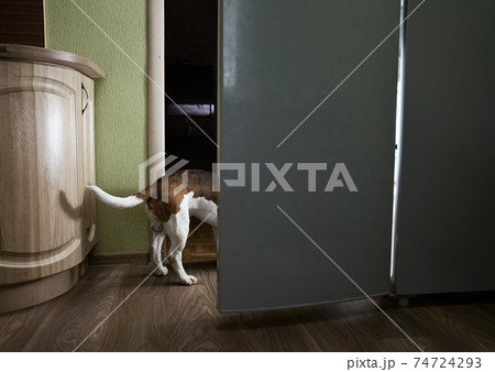 The dog in kitchen The dog in kitchen 74724293