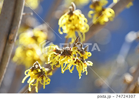 マンサク（満作） 74724307