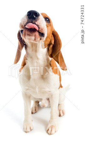 Beagle show tongue 74724331