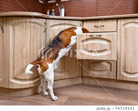 dog in kitchen dog in kitchen 74724341