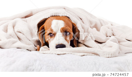 dog under a blanket on white 74724457