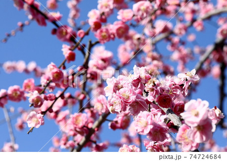日本の梅園の梅 日本の梅園の梅 74724684