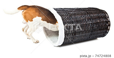beagle and basket for linen 74724808