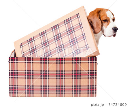 beagle in box 74724809