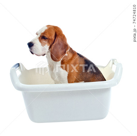 dog in bath isolated on white background 74724810