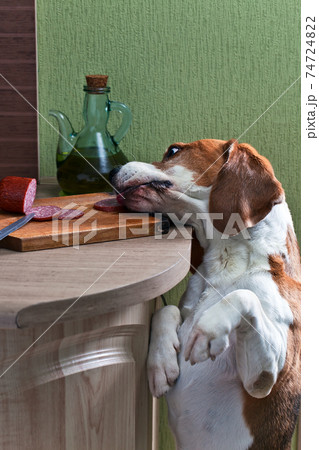 kitchen pilferer 74724822