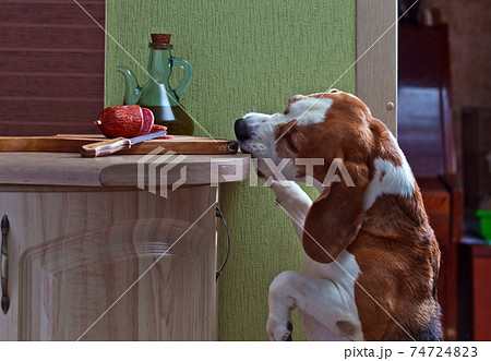 beagle and salami 74724823