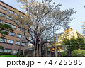 春の石割桜の風景 74725585