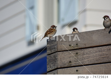 塀にとまるスズメたち 74725614