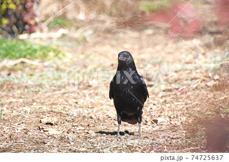 ハシボソガラス 74725637