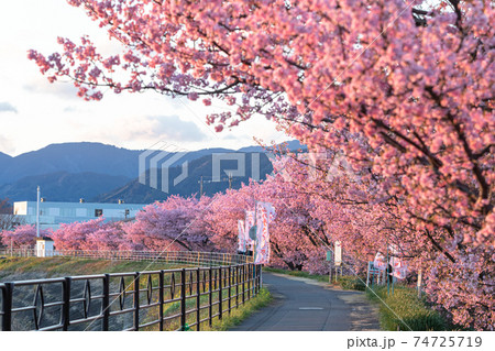 山の手さくら 山の手さくら 74725719