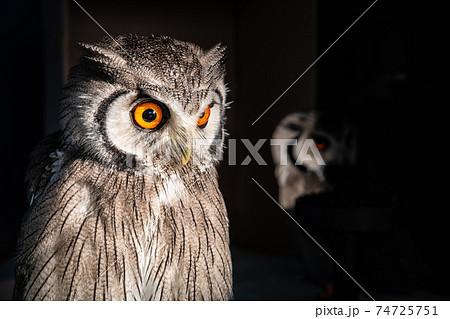 森の哲学者フクロウ　アフリカオオコノハズク 74725751