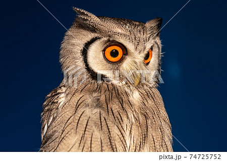 森の哲学者フクロウ　アフリカオオコノハズク 74725752