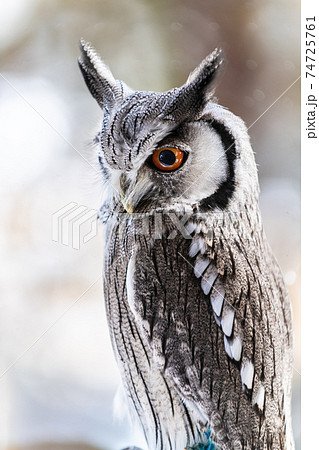 森の哲学者フクロウ アフリカオオコノハズク 森の哲学者フクロウ アフリカオオコノハズク 74725761