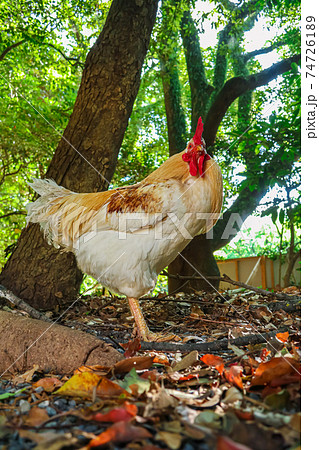 熱田神宮、神の使いといわれる鶏〈愛知県名古屋市〉 熱田神宮、神の使いといわれる鶏〈愛知県名古屋市〉 74726189