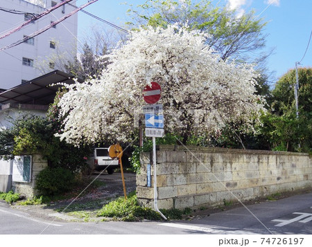 街角の桜と標識 74726197