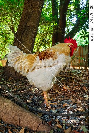 熱田神宮、神の使いといわれる鶏〈愛知県名古屋市〉 熱田神宮、神の使いといわれる鶏〈愛知県名古屋市〉 74726200