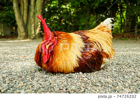 熱田神宮、神の使いといわれる鶏〈愛知県名古屋市〉 熱田神宮、神の使いといわれる鶏〈愛知県名古屋市〉 74726202