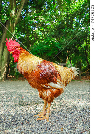 熱田神宮、神の使いといわれる鶏〈愛知県名古屋市〉 74726225