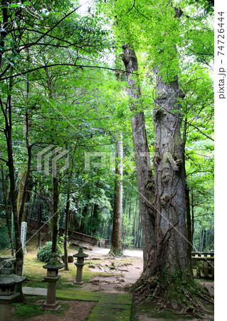 熊本の憩いの散策コース「立田自然公園」 細川家菩提寺泰勝寺跡 熊本の憩いの散策コース「立田自然公園」 細川家菩提寺泰勝寺跡 74726444