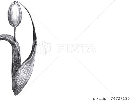 チューリップのモノクロのメッセージカード横のイラスト素材 チューリップのモノクロのメッセージカード横のイラスト素材