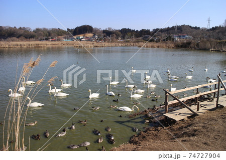 宮城県登米市 伊豆沼の白鳥たち 宮城県登米市 伊豆沼の白鳥たち 74727904