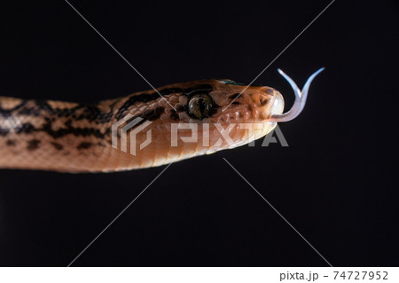 Snake getting ready to strike 74727952