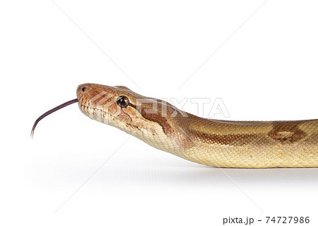 T+ albino Boa Constrictor snake on white 74727986