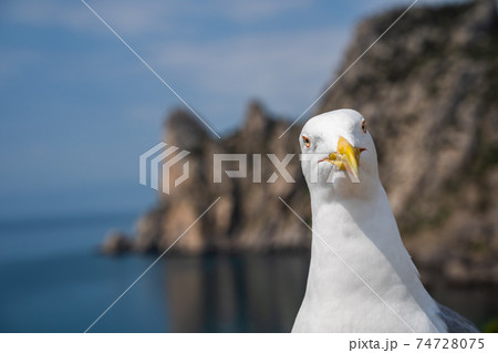 European Herring Gull portrait close-up 74728075