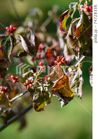 ハナミズキの実の写真素材