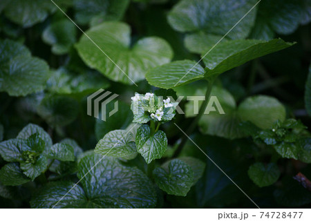 ワサビの花 ワサビの花 74728477