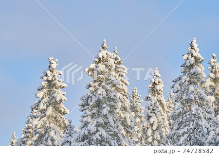 trees in the snow. winter 74728582